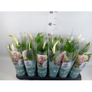 Spathiphyllum  'Pearl Cupido'