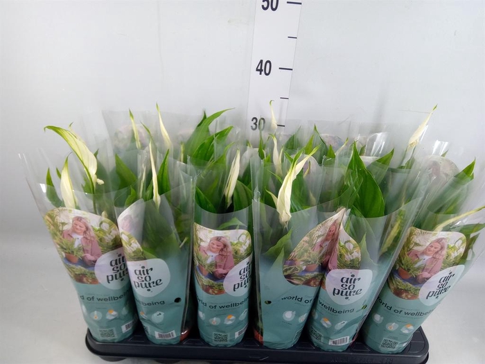 <h4>Spathiphyllum  'Pearl Cupido'</h4>