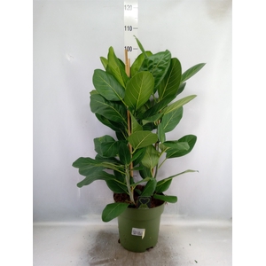 Ficus benghalensis 'Audrey'