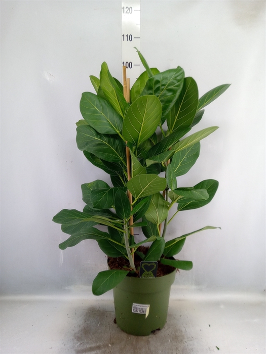 Ficus benghalensis 'Audrey'