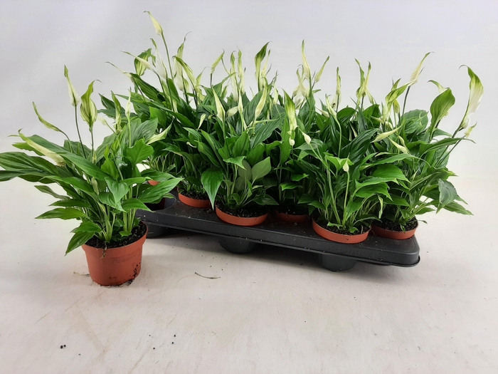 <h4>SPATH CHOPIN</h4>