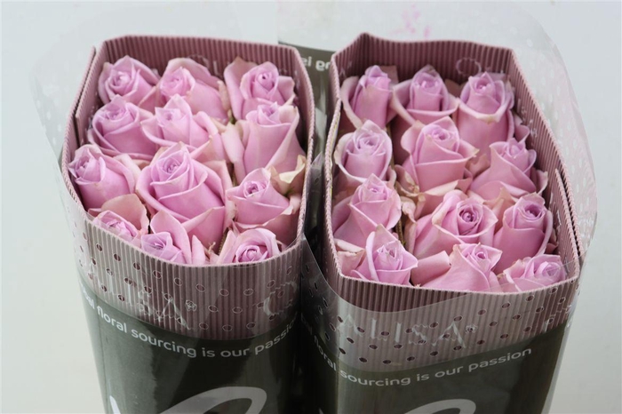 <h4>R Gr Nautica</h4>