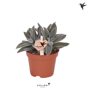 Kolibri Greens Succulenten Crassula Tarantula