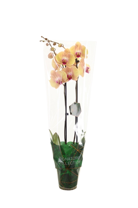 <h4>Signature Phal Lion King 2T16+</h4>