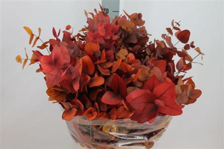 <h4>Euca Stuartiana Stabilizzata Autumn Glow</h4>
