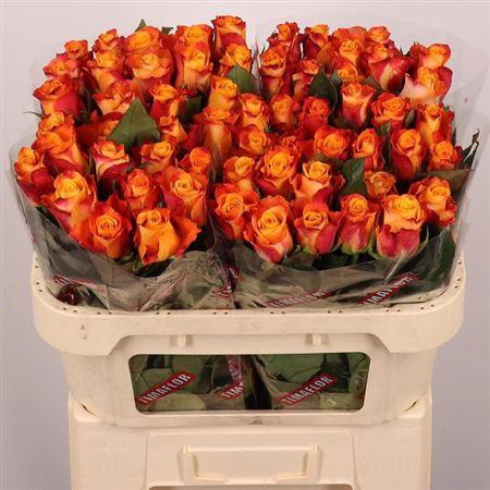 <h4>R Gr Mariyo!</h4>