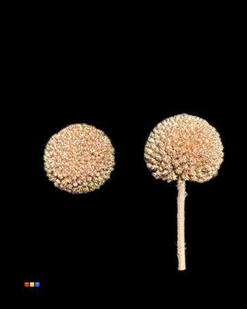 <h4>Craspedia Klb Antique Gold</h4>