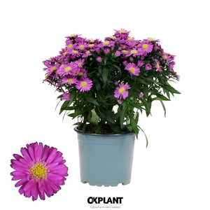 Aster Starletta Serie pink
