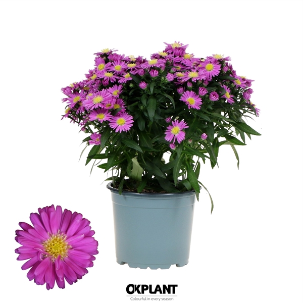 <h4>Aster Starletta Serie pink</h4>