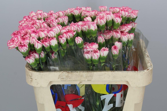 <h4>Di St Komachi</h4>