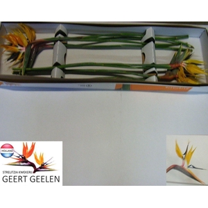 STREL RE YE JOSEPHIE