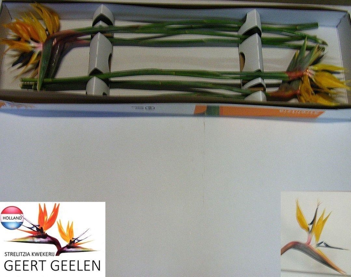 <h4>STREL RE YE JOSEPHIE</h4>