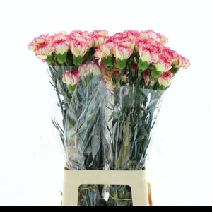 DI ST COL SPRITZ PINK-YELLOW