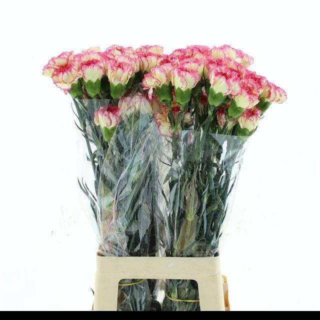 <h4>DI ST COL SPRITZ PINK-YELLOW</h4>