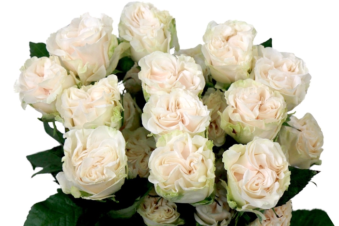 <h4>Rosa ec cotton xpression</h4>