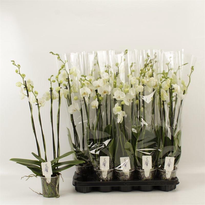 <h4>PHAL OV WIT</h4>