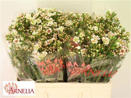 <h4>CHAME JANELLE</h4>