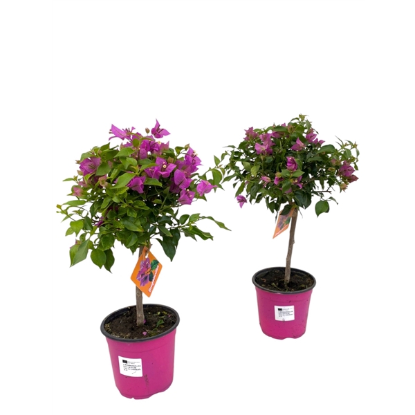<h4>Bougainvillea Sanderiana op stam</h4>