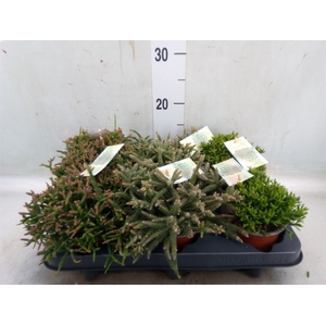 Rhipsalis   ...mix