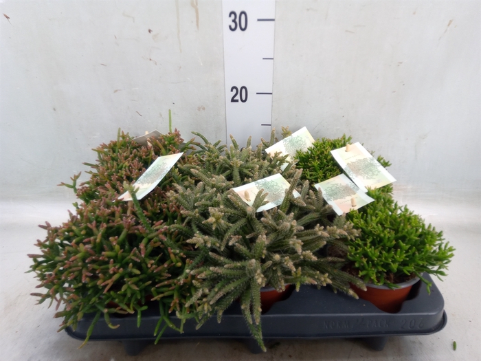 <h4>Rhipsalis   ...mix</h4>