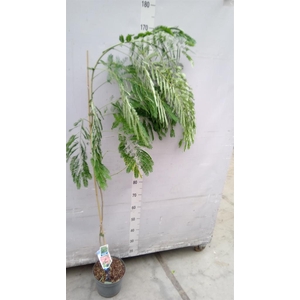Albizia julibrissin
