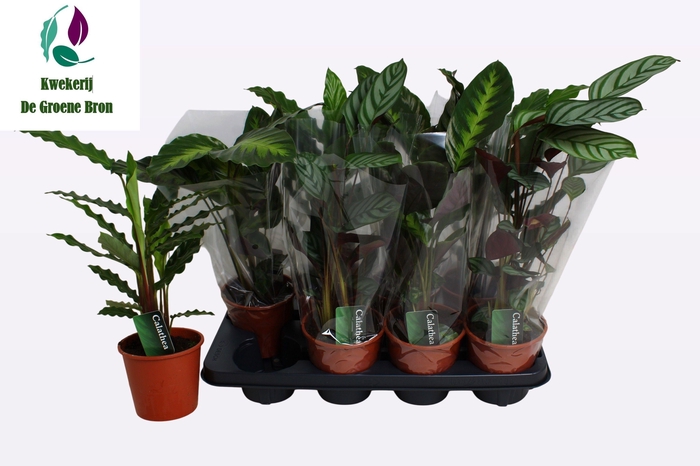 <h4>CALAT GEM 3 SRT</h4>