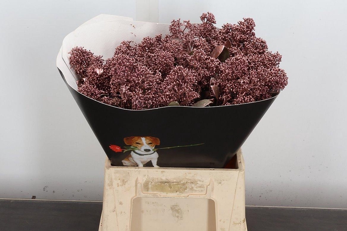 <h4>Skimmia Wx Koper</h4>