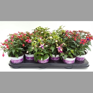 FUCHSIA B F GEM