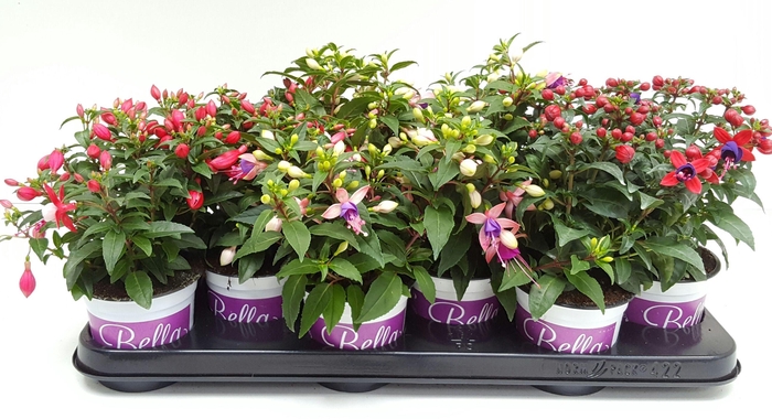 <h4>FUCHSIA B F GEM</h4>