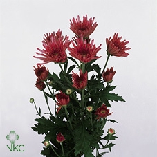 21815: Lovess terrarium