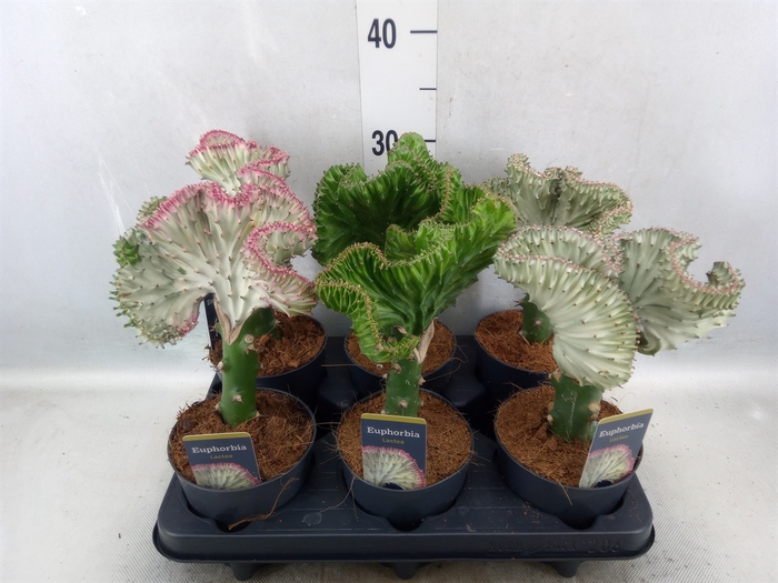 <h4>Euphorbia lactea 'Cristata'</h4>