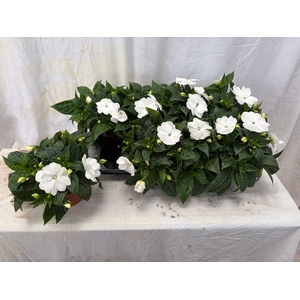 IMPAT CP WHITE