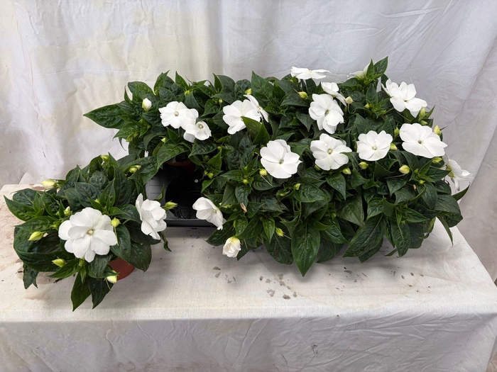 <h4>IMPAT CP WHITE</h4>
