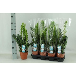 Zamioculcas zamiifolia