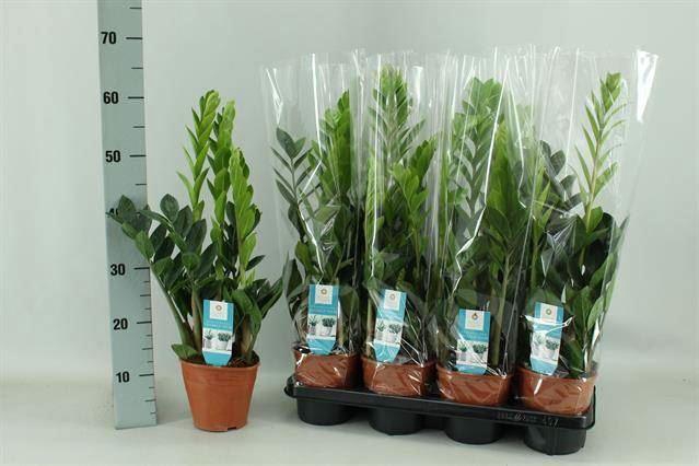 <h4>Zamioculcas zamiifolia</h4>