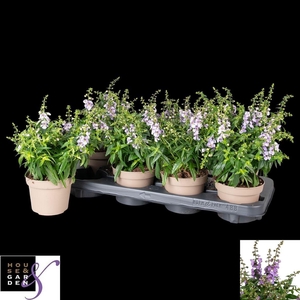 Angelonia 'Serena Purple'