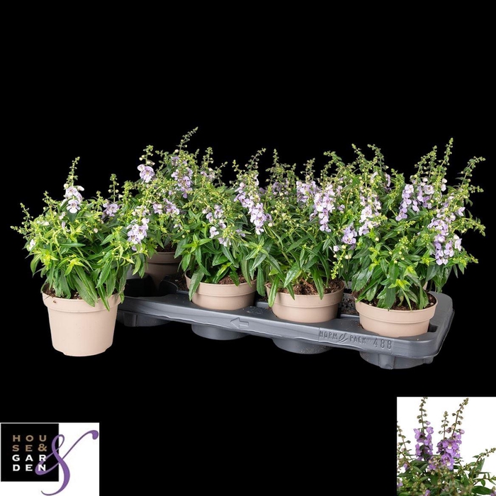 <h4>Angelonia 'Serena Purple'</h4>