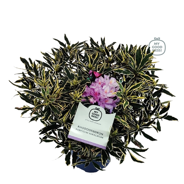 <h4>Rhododendron 50-60 /7.5 liter 'Ponticum Variegatum'</h4>