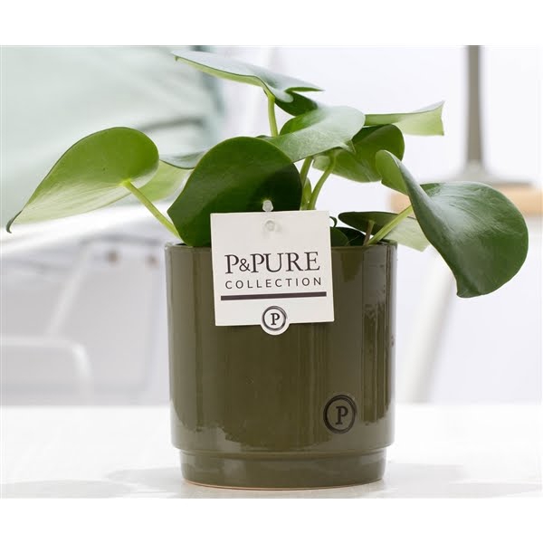 <h4>Peperomia Raindrop in P&PURE Ivy ceramics Green</h4>