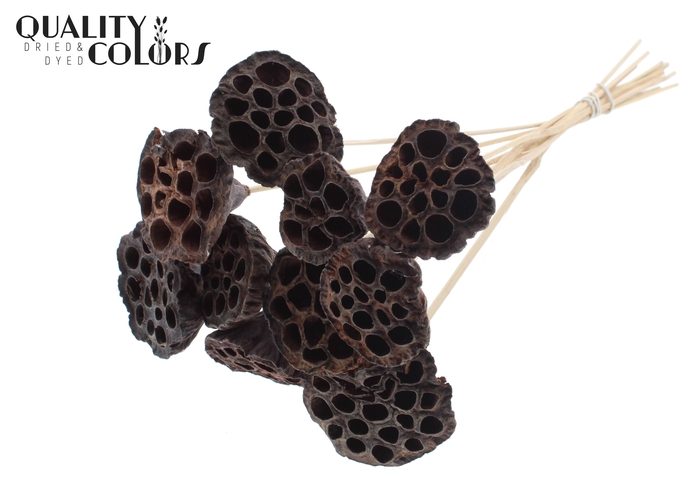 <h4>Lotus 5-7cm on stem Natural</h4>