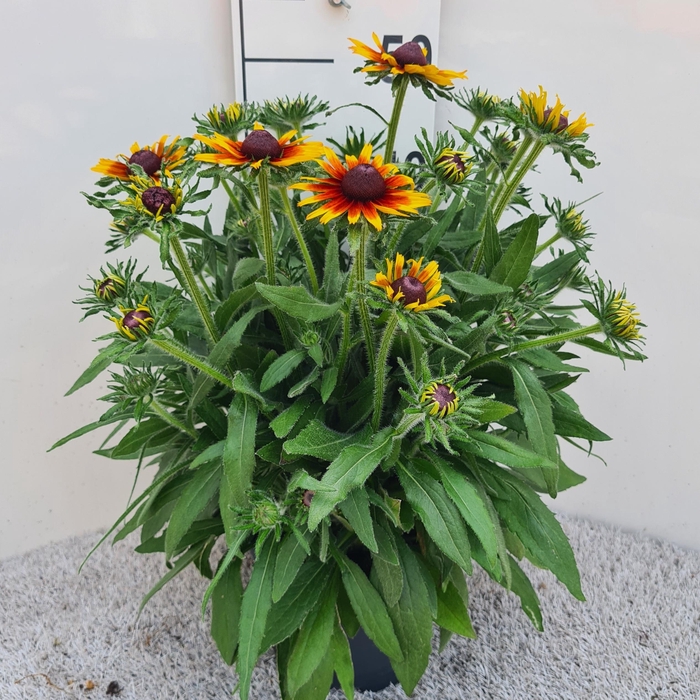 <h4>Rudbeckia Sunbeam P19</h4>