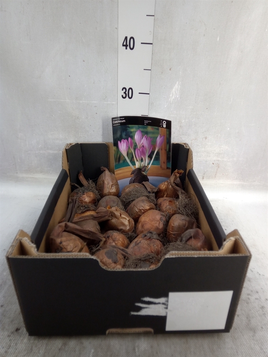 <h4>Flowerbulbs, corns or tubers   ...</h4>