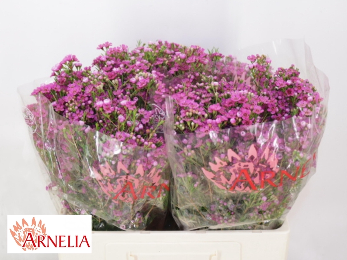 <h4>Chamelaucium Happy Days 55cm 35gr</h4>