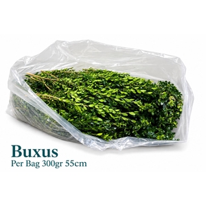 BUXUS SEMP