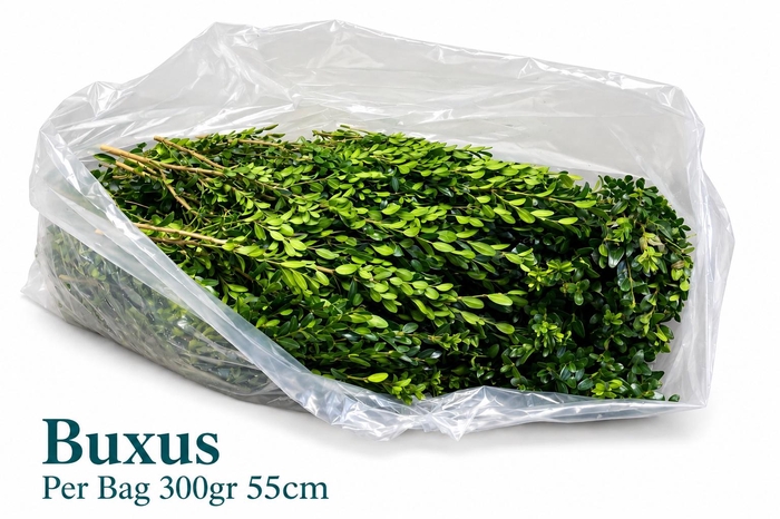 <h4>BUXUS SEMP</h4>