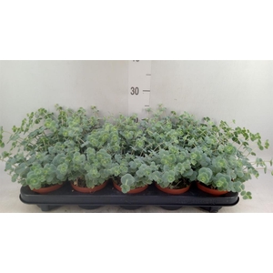 Sedum sieboldii