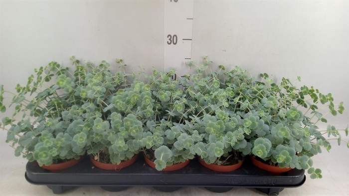 <h4>Sedum sieboldii</h4>