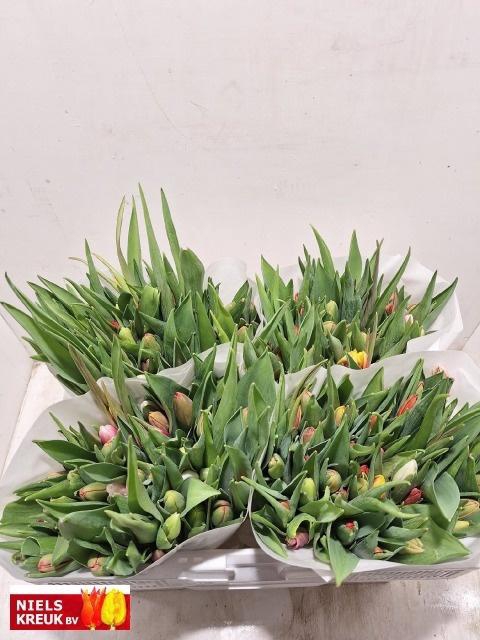 <h4>TU EN GM 4 KLEUREN</h4>