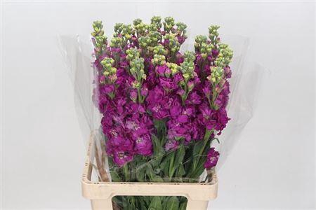 <h4>Matth Ov Hot Pink</h4>