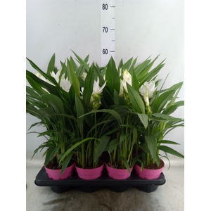 Curcuma alism. 'Siam Sisto'